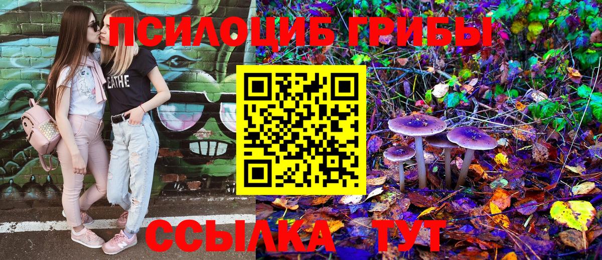 Псилоцибиновые грибы Psilocybe Горно-Алтайск